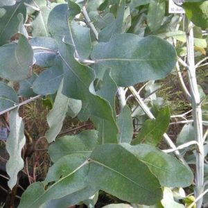 Blauer Eukalyptus