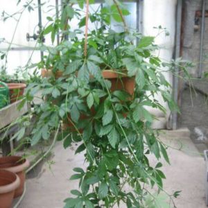 Jiaogulan - Gynostemma pentaphyllum, Kraut der Unstgerblichkeit, Heilpflanzen