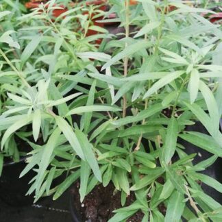 25 Samen Moringa droughardii Madagaskar-Flaschenbaum Mehlsackbaum,drouhardii 
