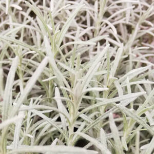 Currykraut Helichrysum italicum Italienische Strohblume