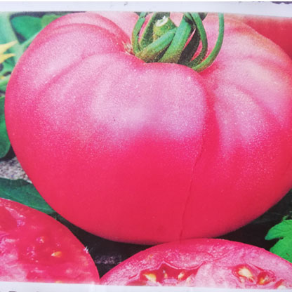 berner-rose-tomate